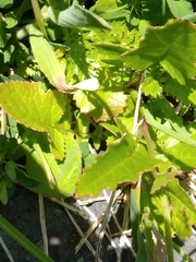 Raphanus raphanistrum raphanistrum