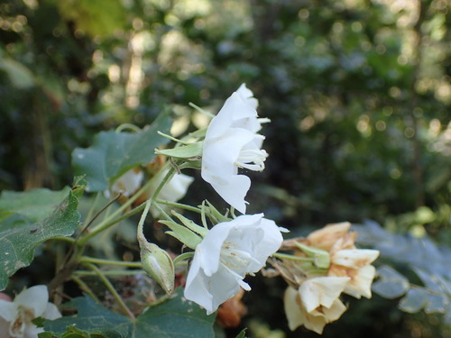 Image of Dombeya cymosa by (c) Mahomed Desai, some rights reserved (CC BY)