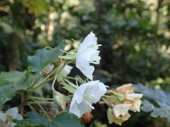 Dombeya cymosa