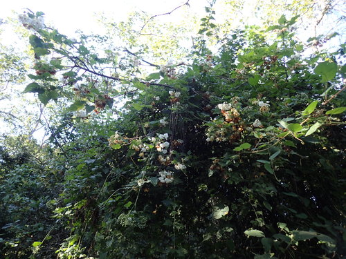 Image of Dombeya cymosa by (c) Mahomed Desai, some rights reserved (CC BY)