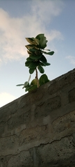 Calotropis procera