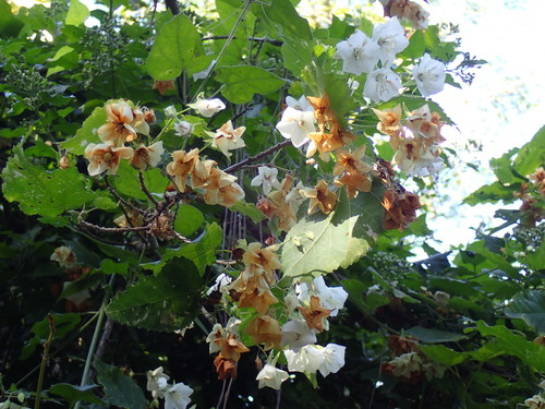 Image of Dombeya cymosa by (c) Mahomed Desai, some rights reserved (CC BY)