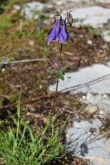 Aquilegia nigricans