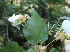 Dombeya cymosa