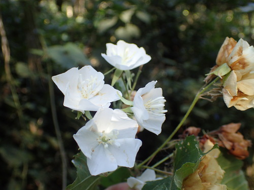 Image of Dombeya cymosa by (c) Mahomed Desai, some rights reserved (CC BY)