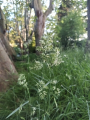 Dactylis glomerata
