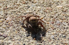 Habronattus captiosus