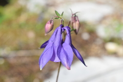 Aquilegia nigricans