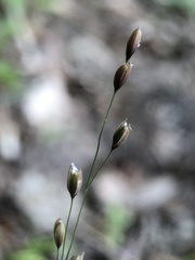 Melica uniflora