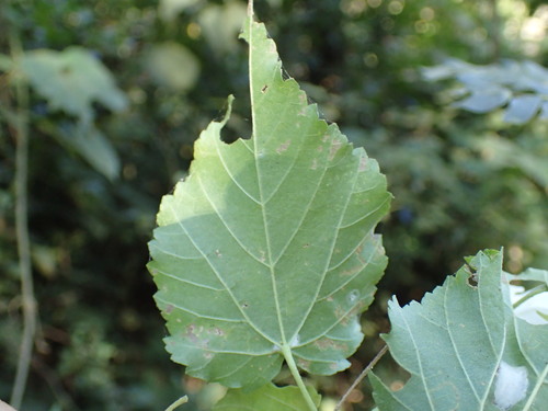 Image of Dombeya cymosa by (c) Mahomed Desai, some rights reserved (CC BY)