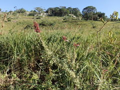 Syncolostemon densiflorus