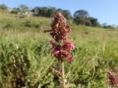 Syncolostemon densiflorus