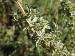 Syncolostemon densiflorus