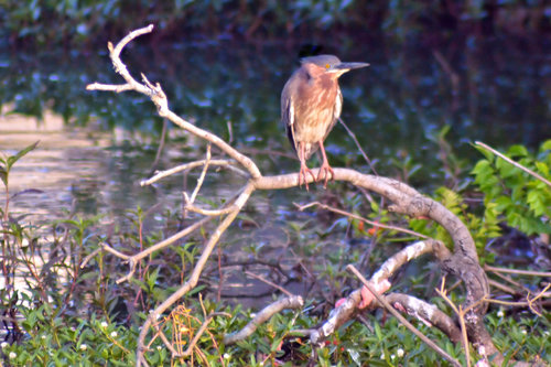 Green Heron photographed in South Carolina