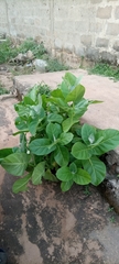 Angiospermae