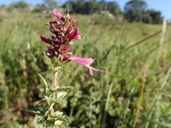 Syncolostemon densiflorus