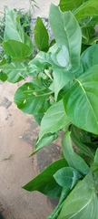 Angiospermae