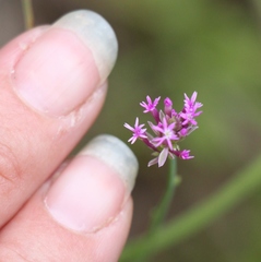 Polygala incarnata