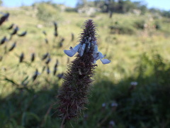 Coleus kirkii