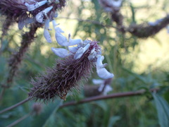 Coleus kirkii