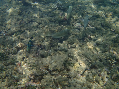 Thalassoma nigrofasciatum