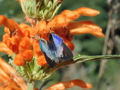 Cigaritis natalensis