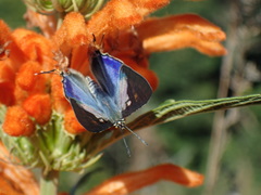 Cigaritis natalensis