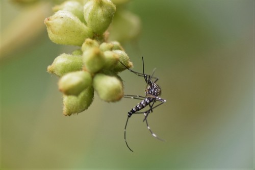 Aedes allotecnon image
