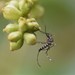Aedes allotecnon - Photo (c) Emmanuel Rodríguez Rojas, alguns direitos reservados (CC BY-NC), uploaded by Emmanuel Rodríguez Rojas