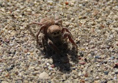 Habronattus captiosus