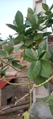 Calotropis procera