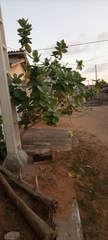 Calotropis procera
