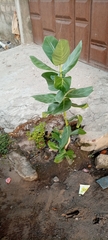 Calotropis procera