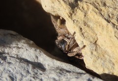 Habronattus captiosus