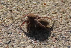 Habronattus captiosus