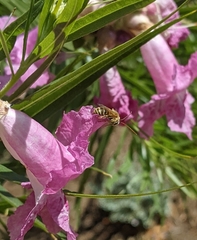 Melissodes agilis