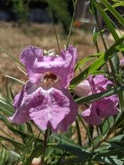 Melissodes agilis