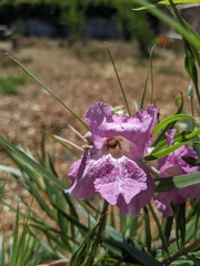 Melissodes agilis