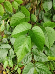 Aralia chinensis
