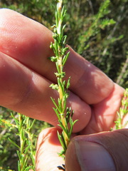 Eriophyes adenostomae