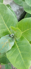 Calotropis procera
