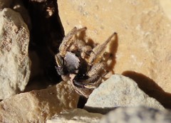 Habronattus captiosus