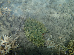 Acroporidae