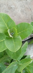Calotropis procera