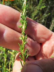 Eriophyes adenostomae