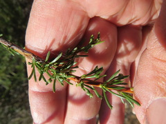 Eriophyes adenostomae