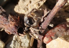 Habronattus captiosus