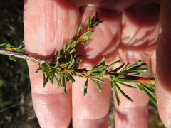 Eriophyes adenostomae