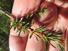 Eriophyes adenostomae