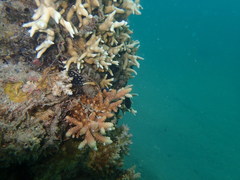 Acropora millepora
